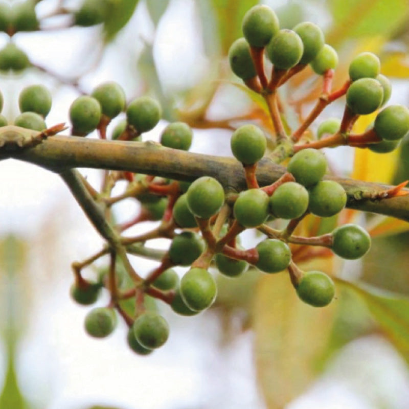 This Nepalese Berry Has A Surprising Aroma. – Depeperwinkel